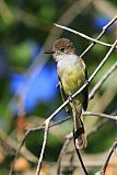 Dusky-capped Flycatcher